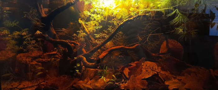 aquarium Spécifique betta , de SayroTDF