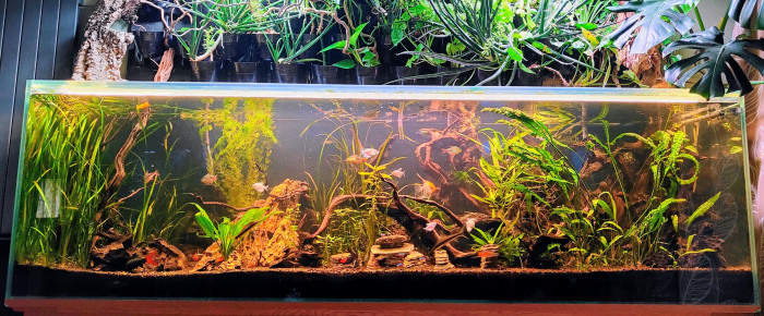 aquarium Communautaire 850 litres , de Francky.H