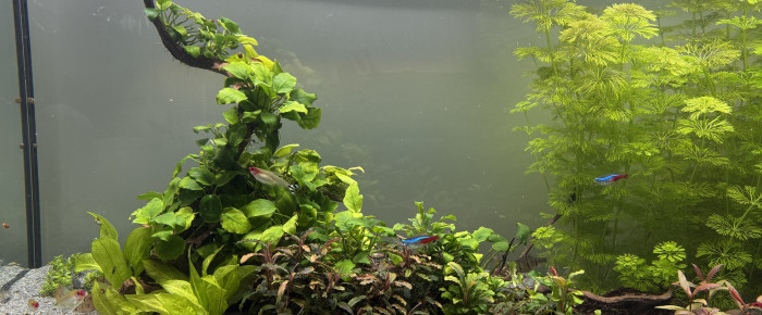 aquarium Communautaire 300L , de Alexxis