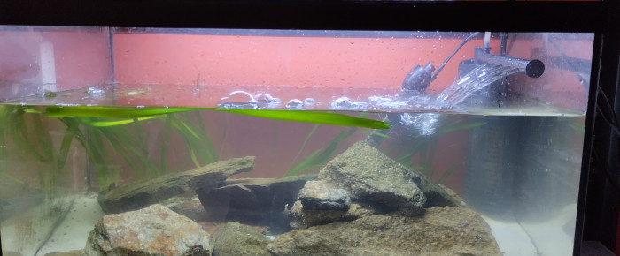 aquarium 60 l , de lolo95