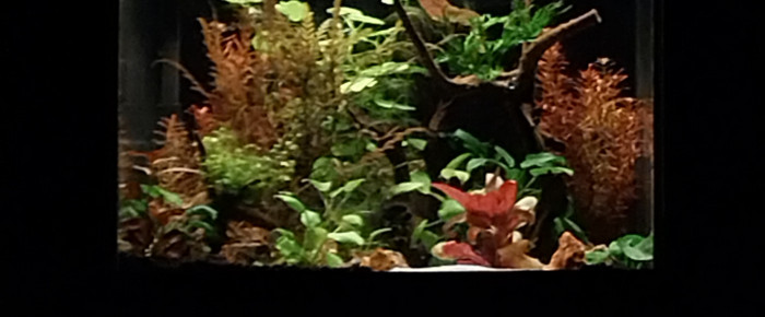 aquarium Bassine de 90L , de STK54