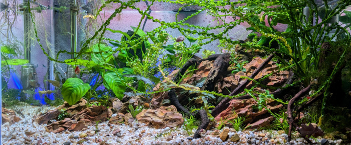 aquarium 60 cm , de ArtemusKlegg