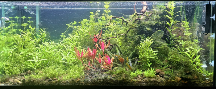 aquarium Communautaire , de Sirius