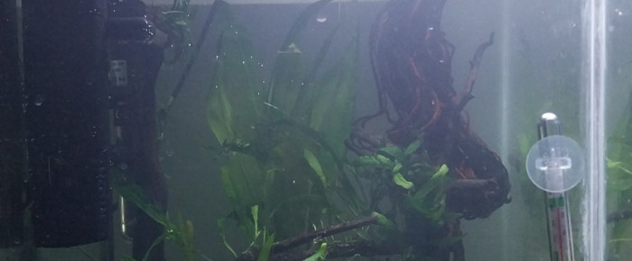 aquarium Le Monde de Binou - Spé Killi Aphyosemion Striatum , de Yoshi971