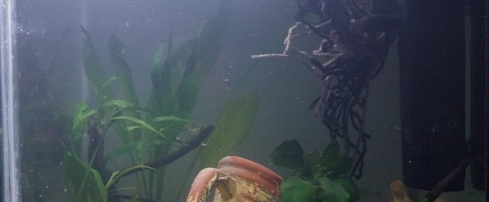 aquarium Le monde de Bebou , de Yoshi971