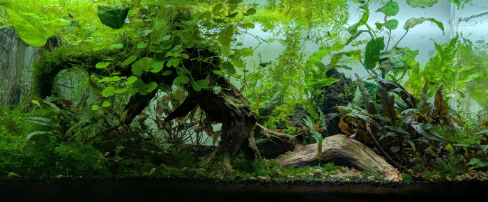 aquarium Propriété de l abonné 160l , de ArtemusKlegg