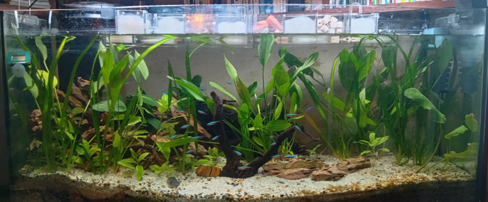 aquarium 130 litres , de Ayolit