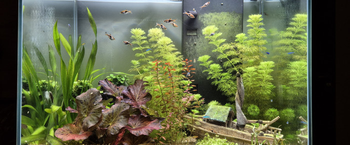 aquarium Bac 108L , de Alex_Saignor