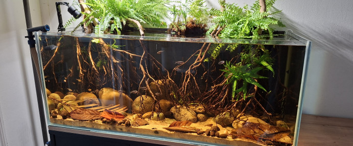 aquarium Black Water Amazon , de fuzzytooth