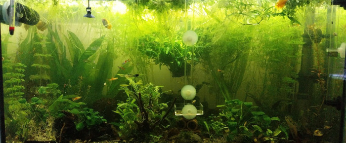 aquarium 134L population Asie , de Yoshi971