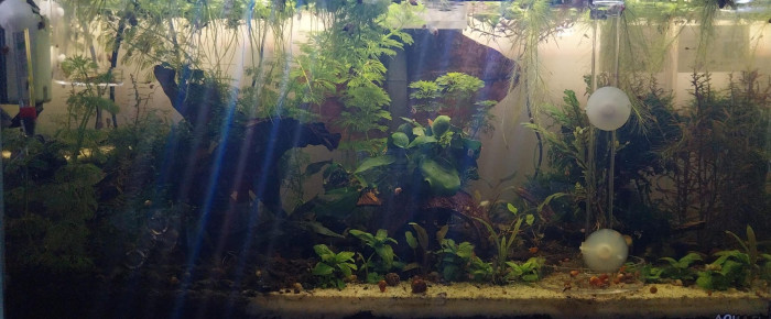 aquarium 48L Australo Guinéen , de Yoshi971