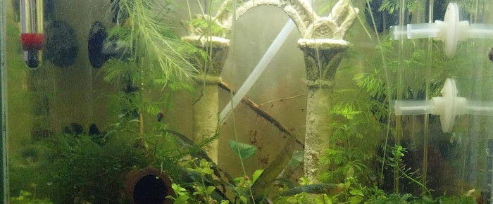 aquarium 17.7L Spé Yellow Neon , de Yoshi971