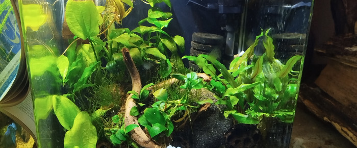 aquarium Nano Koh Nok , de Pek29