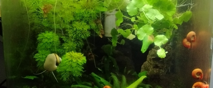 aquarium Bac 3 - Spécifique Red Sakura - 30 , de AquaShrimp95