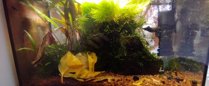 aquarium Bac 4 - Spécifique Taiwan bee mix Black - 20 , de AquaShrimp95