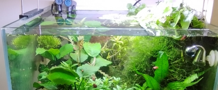 aquarium Bac 5 - Spécifique Taiwan bee mix Red - 60 , de AquaShrimp95