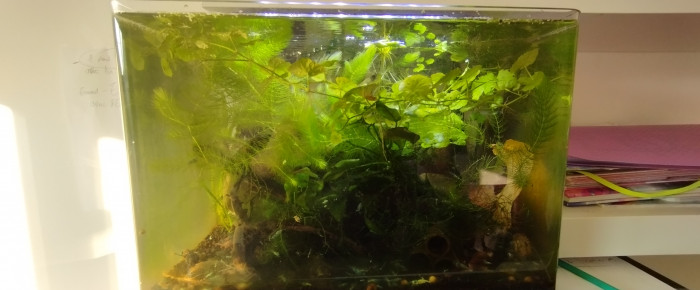 aquarium Bac 6 - Spécifique Taiwan bee Blue Bolt - 35 , de AquaShrimp95