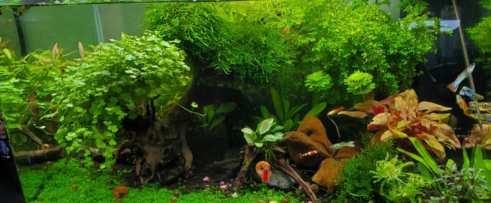 aquarium Aquarium communautaire 60 , de Mariekiwi