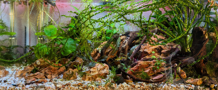 aquarium 60 cm , de ArtemusKlegg