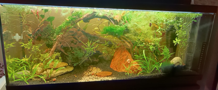 aquarium La petite jungle , de littleoph