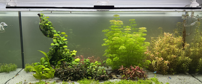 aquarium Communautaire 300L , de Alexxis