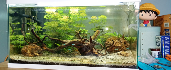 aquarium Aquarium 1 , de Noobaqua