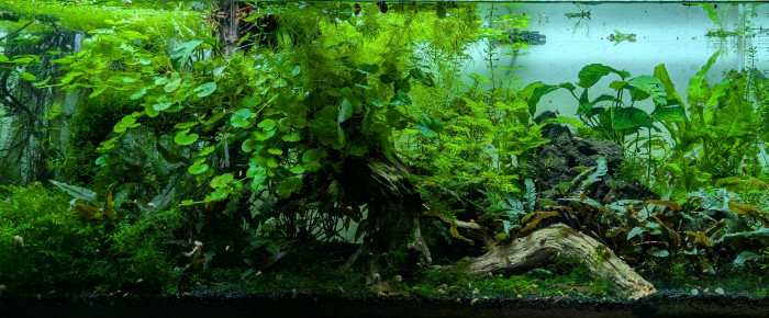 aquarium Propriété de l abonné 160l , de ArtemusKlegg
