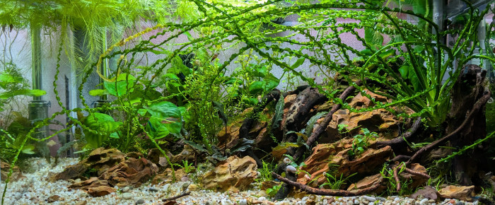 aquarium 60 cm , de ArtemusKlegg