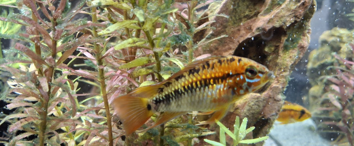 aquarium Amazonien , de StephL