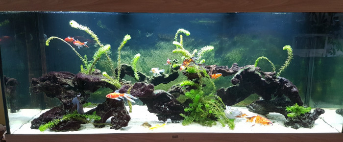 aquarium BAC450 , de NEGUS69