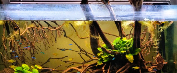 aquarium Biotope Amazonien , de Brap123