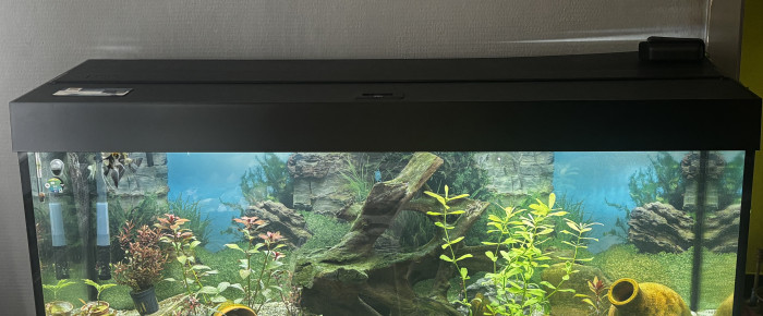 aquarium aquarium de scalaire , de Les-Aquariums-De-Tom