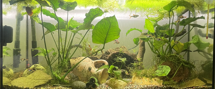 aquarium Eau douce , de Karaba333