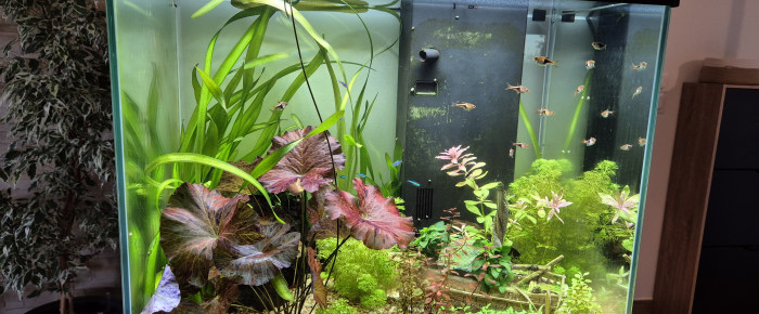 aquarium Bac 108L , de Alex_Saignor