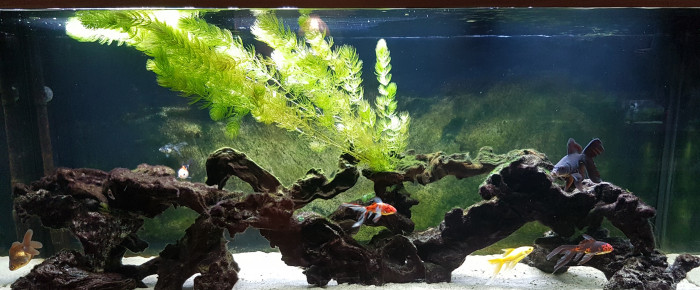 aquarium BAC450 , de NEGUS69