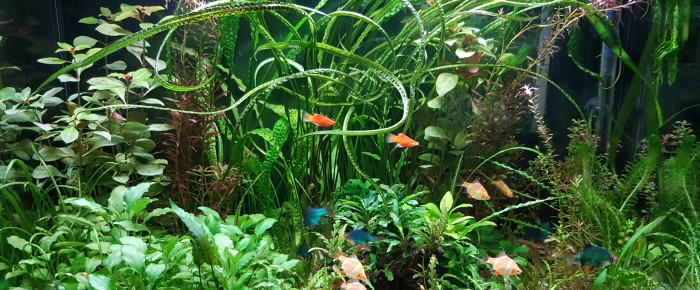 aquarium BAC120 , de NEGUS69