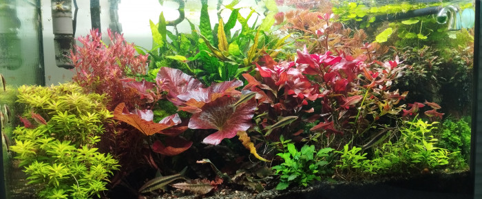 aquarium Bac 1 - Communautaire hollandais - 180 , de AquaShrimp95