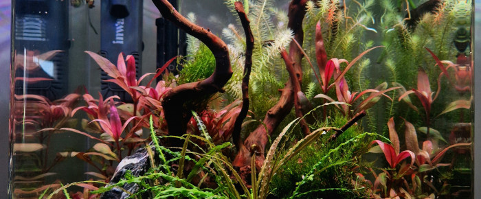 aquarium NANOCUBE DENNERLE 30L , de Bloodflakes
