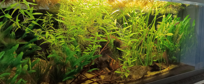 aquarium Bettas home , de Lorenz83