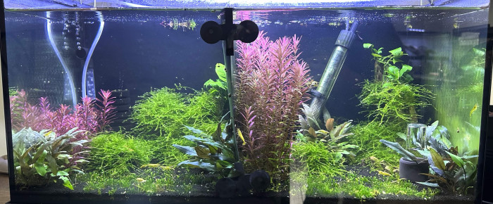 aquarium aquarium planté , de Amel16