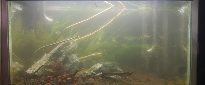 aquarium 40L- ancien iwagumi , de LiquidPaper2008