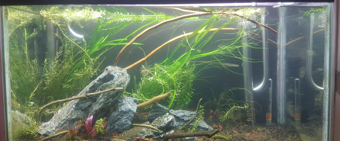 aquarium 40L- ancien iwagumi , de LiquidPaper2008