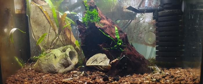 aquarium Bac 4 - Spécifique Taiwan bee mix Black - 20 , de AquaShrimp95