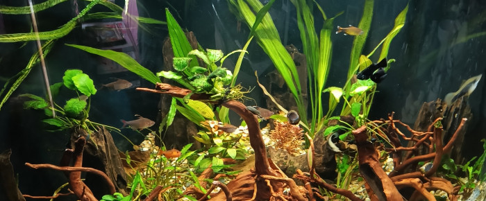 aquarium L Ombre des racines 45 , de Domovoi