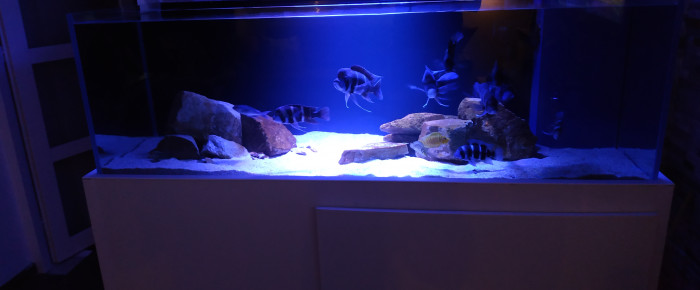 aquarium Tanganyika , de Roro04