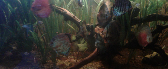 aquarium 2400l , de laribe