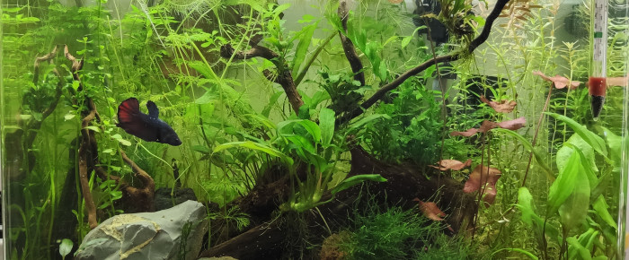 aquarium Scaper s Tank 55L ex Marius Land , de Clairou
