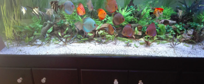 aquarium mon 1400 litres , de thierry-jean