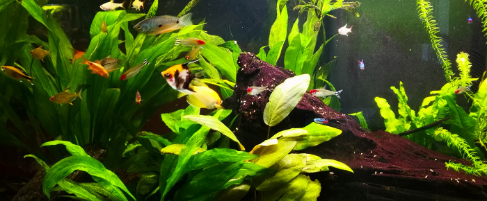 aquarium Communautaire , de Brigittepastel