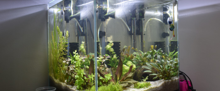 aquarium 54L cubique , de Orchidsfish